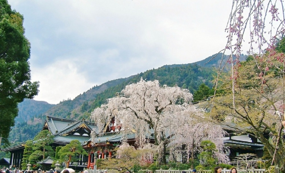 身延山しだれ桜