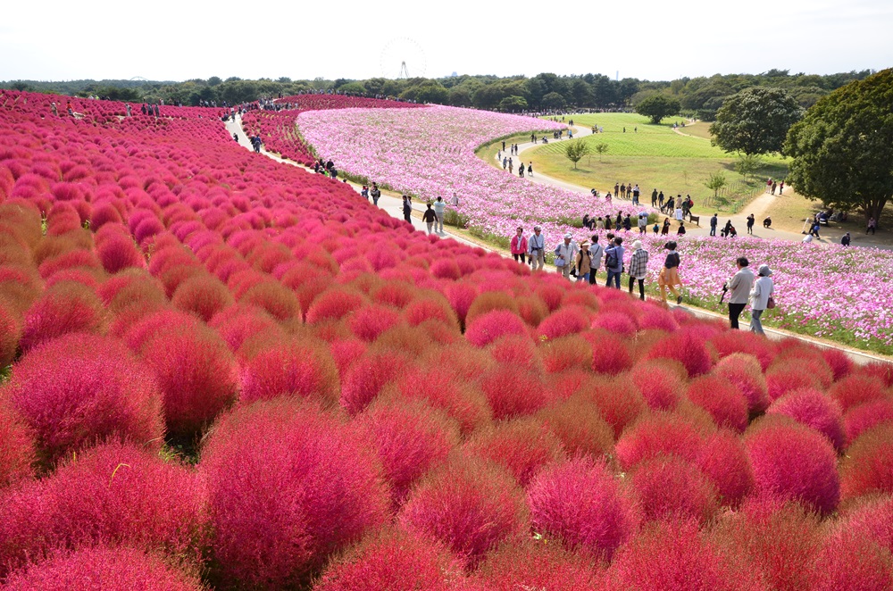 コキアの紅葉