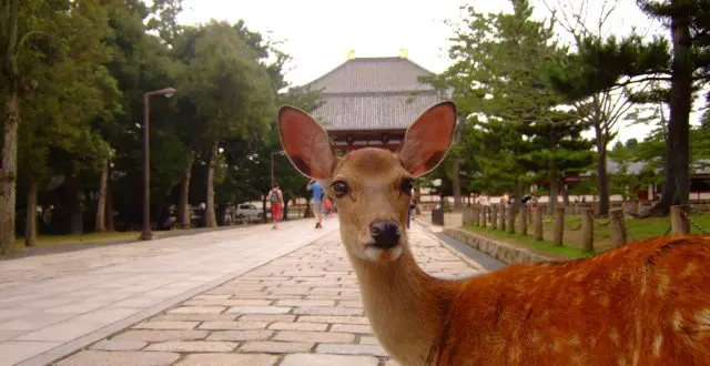 夏に奈良に行ってはナラない バス観光マガジン