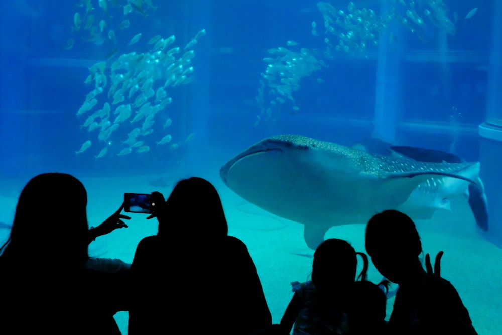 世界最大級の水族館「海遊館」のジンベイザメ