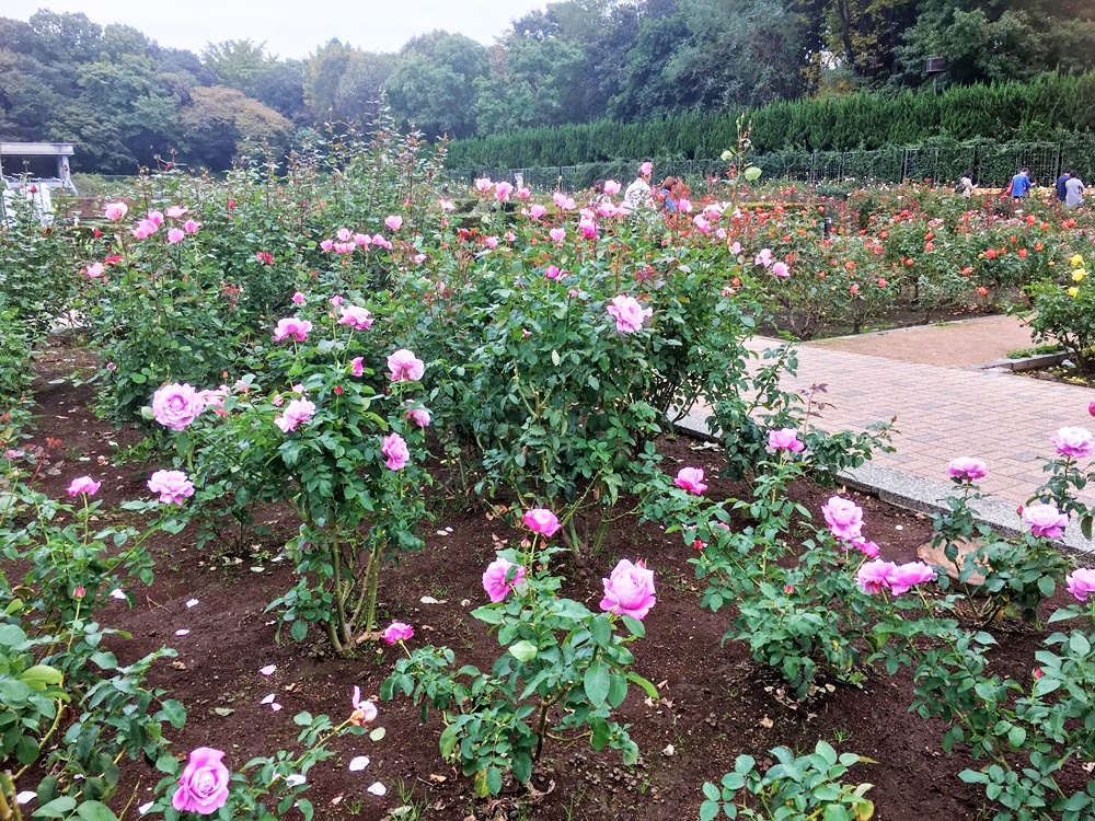 神代植物公園（調布）