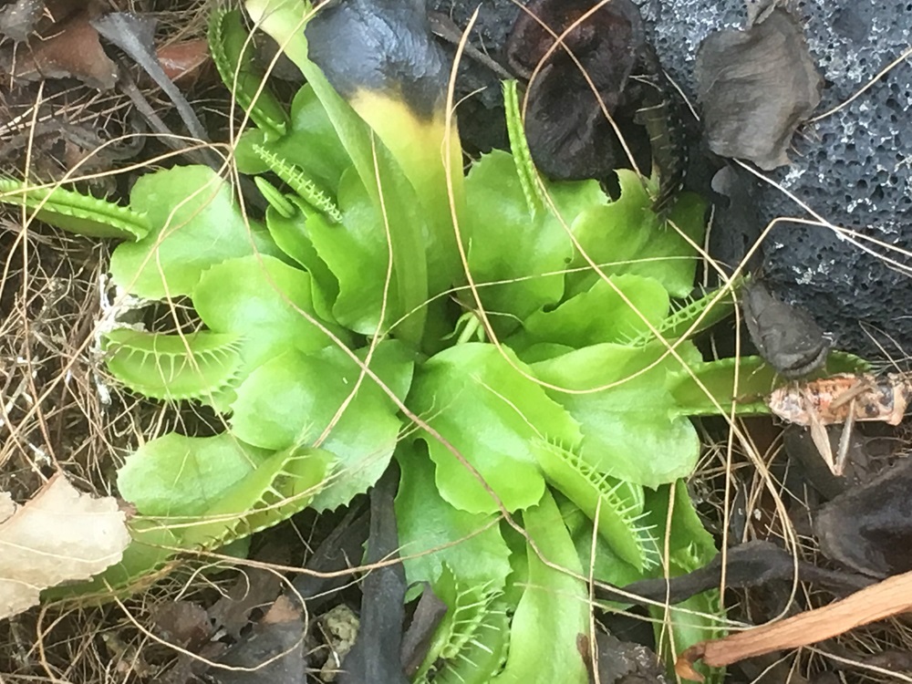 温室には食虫植物も