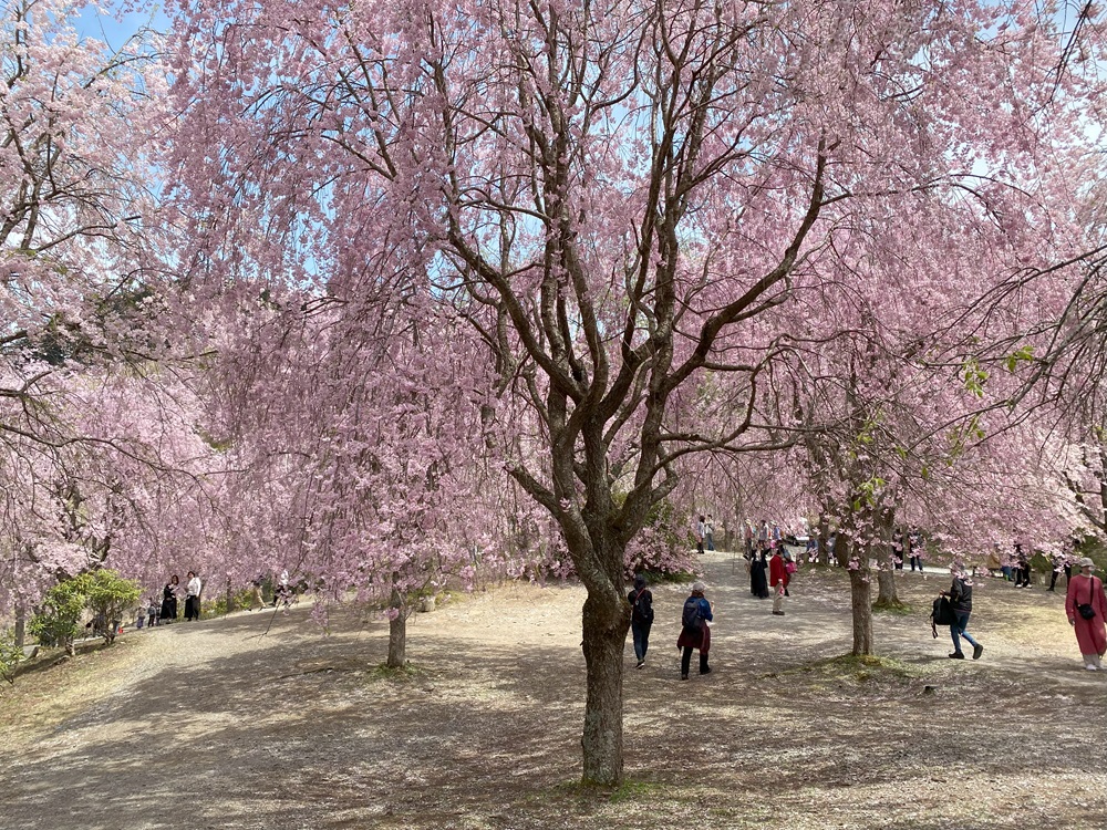しだれ桜が満開でまさに春爛漫