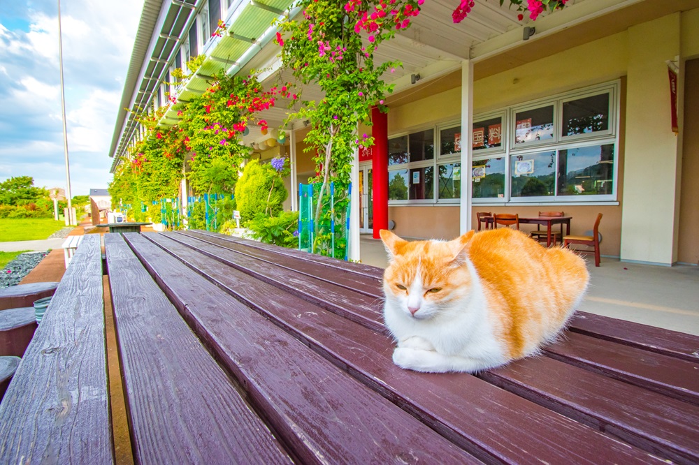 道の駅　保田小学校