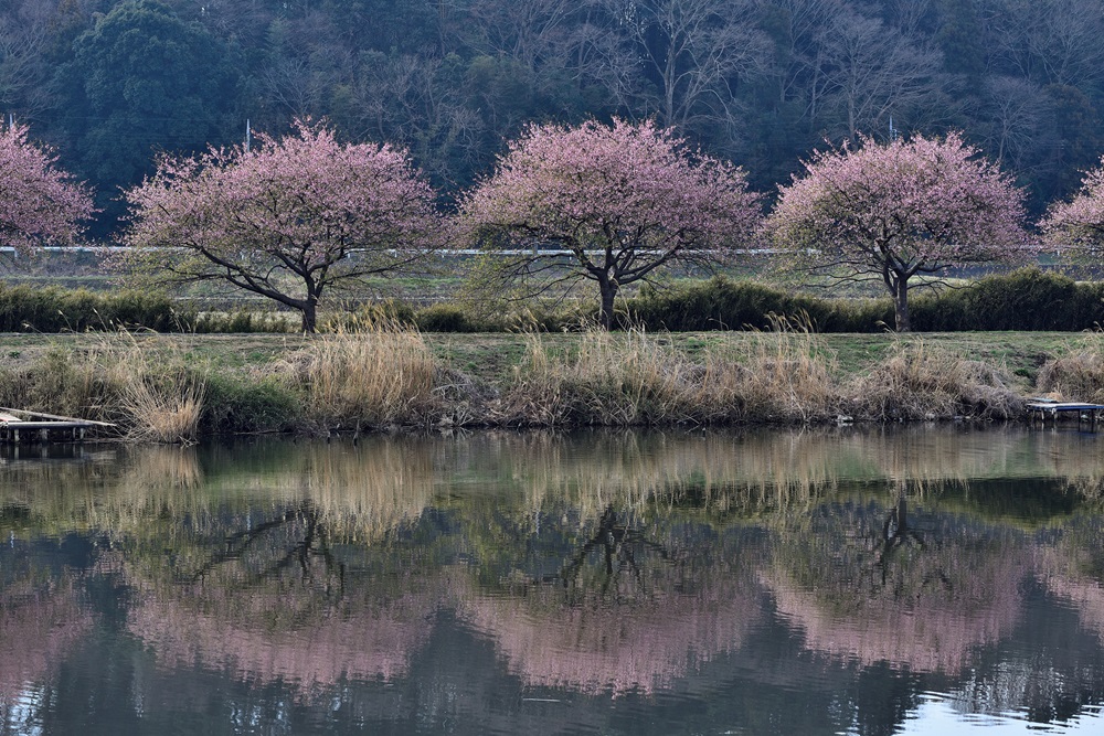 新川の両岸に咲く千本河津桜