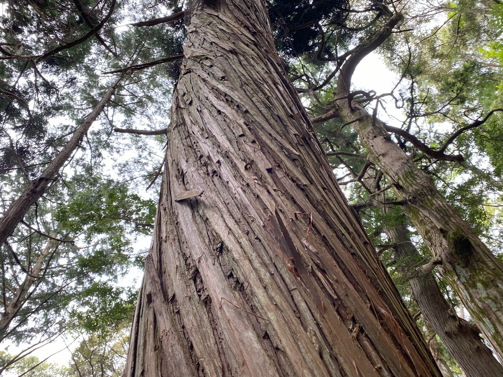 神様が通った後の木はねじれる