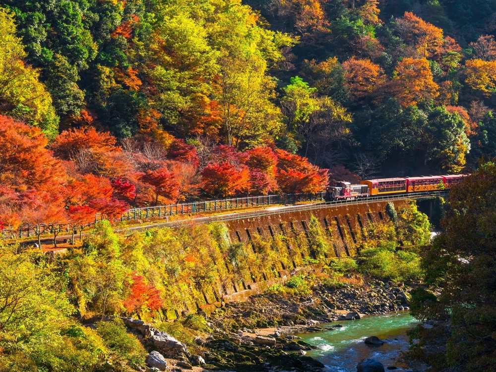 紅葉の中を走る嵯峨野トロッコ列車