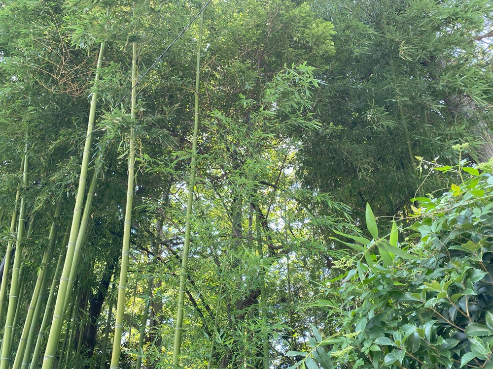 布多天神社の裏手に広がる森