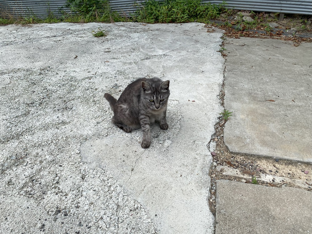 男木島は猫の島としても有名