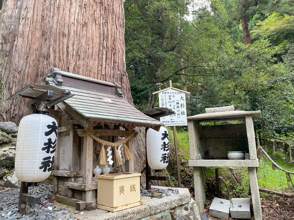 由岐神社 御神木大杉　京都市天然記念物