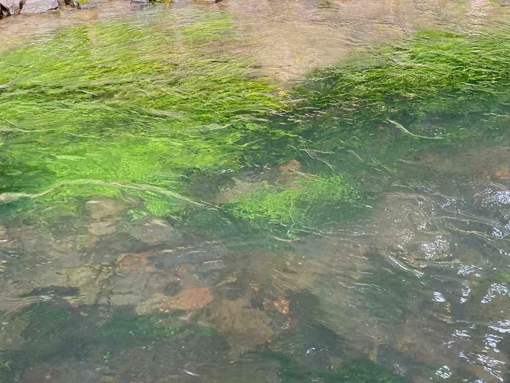 水量が足らないのでひやひや