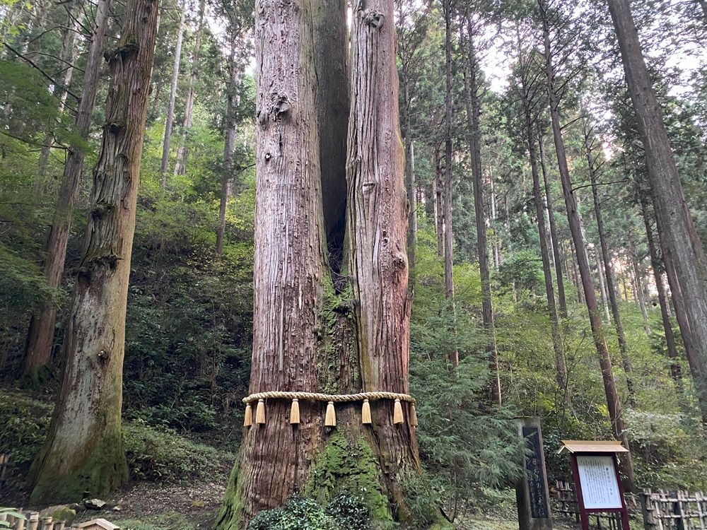 御神木の三本杉