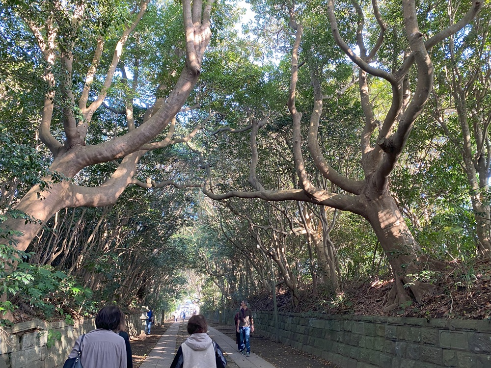 酒列磯前神社　樹叢