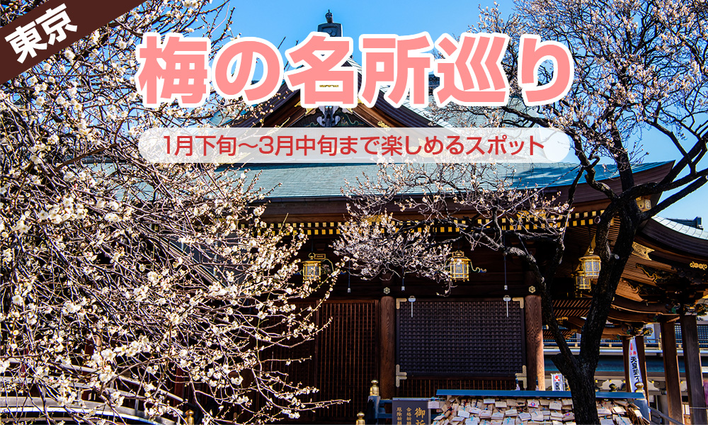 東京都の梅の名所巡りはいかが？１月下旬から３月中旬まで楽しめるスポット