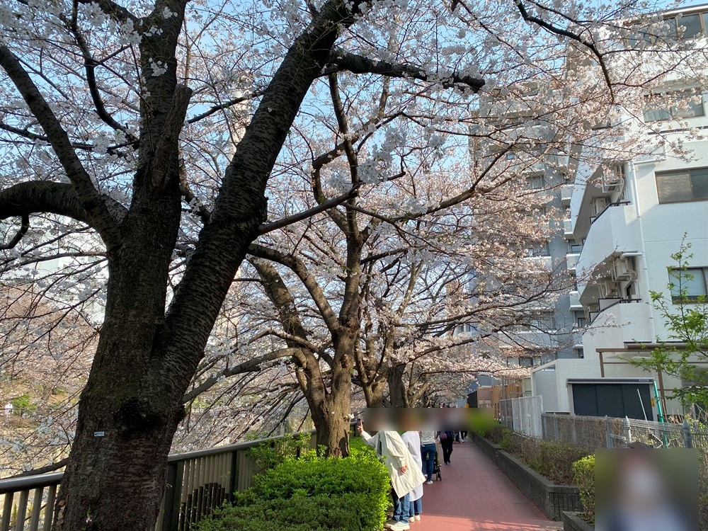 目黒区民センター近くの桜並木